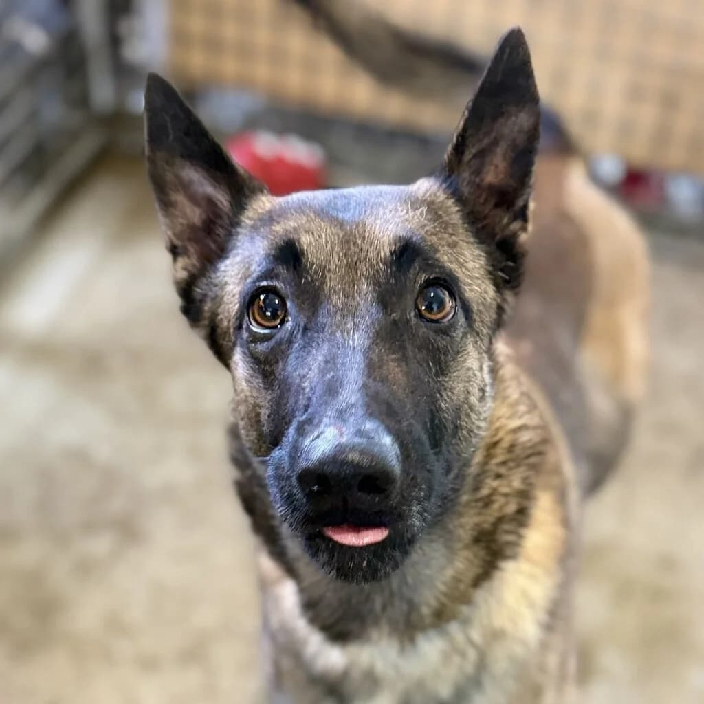 Botas, female young Belgian Malinois for adoption at SALVA Hundehilfe e.V.