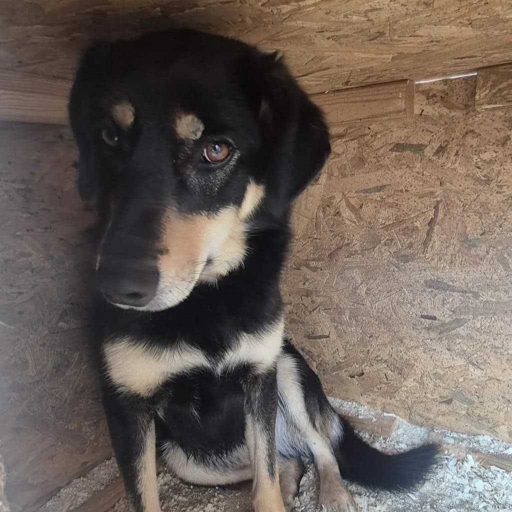Lilo, female 4yo Mixed Breed for adoption at SALVA Hundehilfe e.V.
