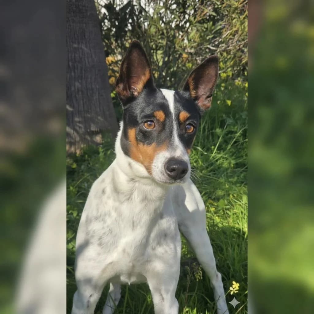 Jaro, male young mixed breed for adoption at SALVA Hundehilfe e.V.