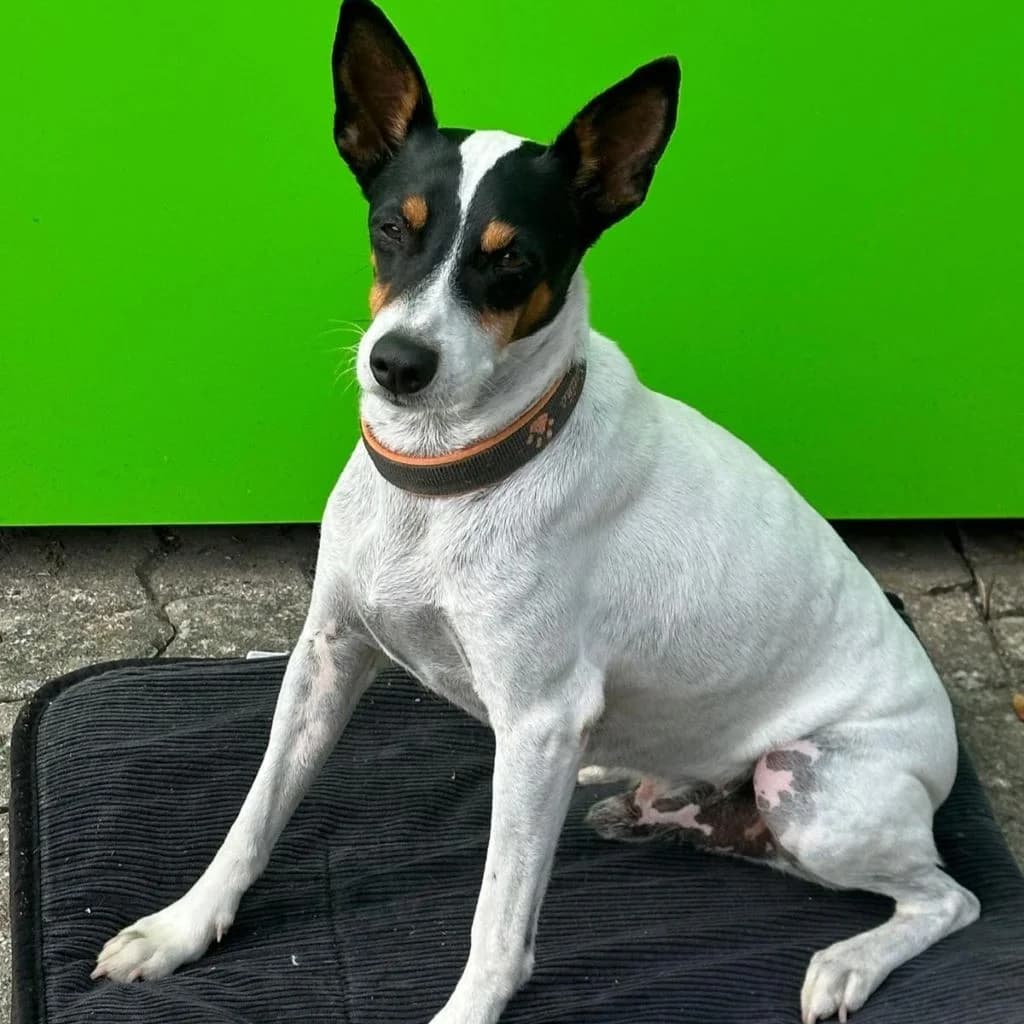 Jaro, male young mixed breed for adoption at SALVA Hundehilfe e.V.