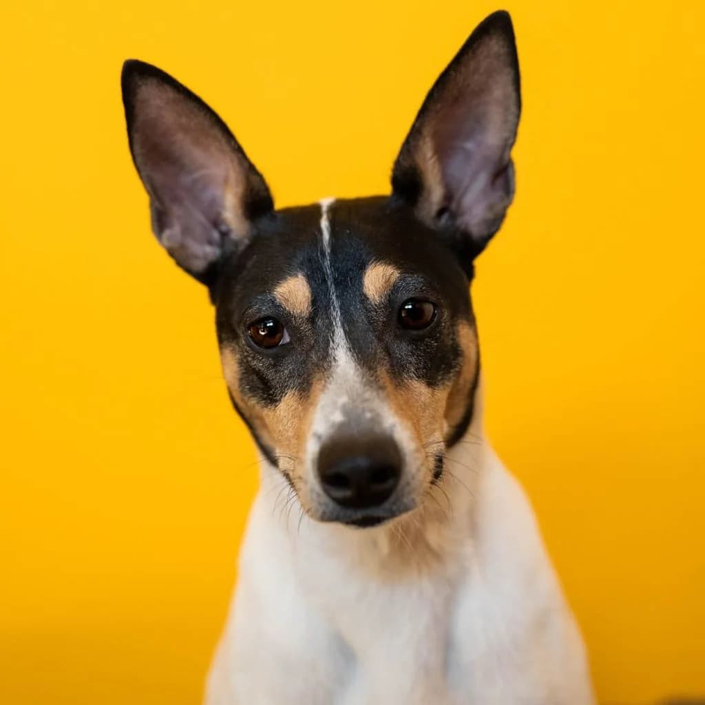 Nati, female young mixed breed for adoption at SALVA Hundehilfe e.V.