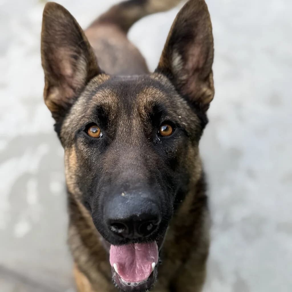 Zana, female young Belgian Malinois for adoption at SALVA Hundehilfe e.V.