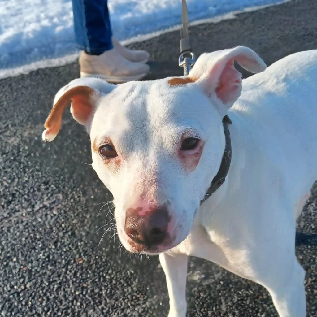 Ariel, female 3yo Mixed Breed for adoption at SALVA Hundehilfe e.V.