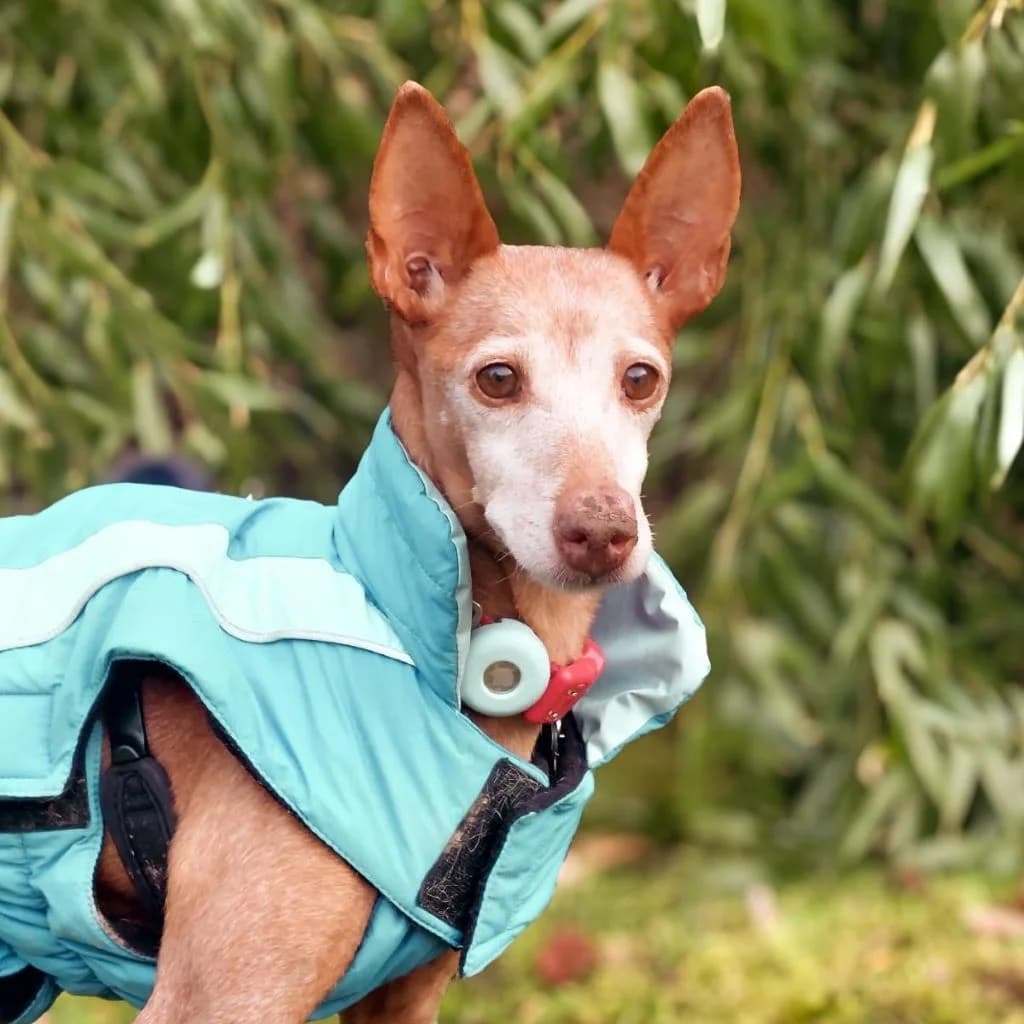 Titi, female senior Podenco for adoption at SALVA Hundehilfe e.V.
