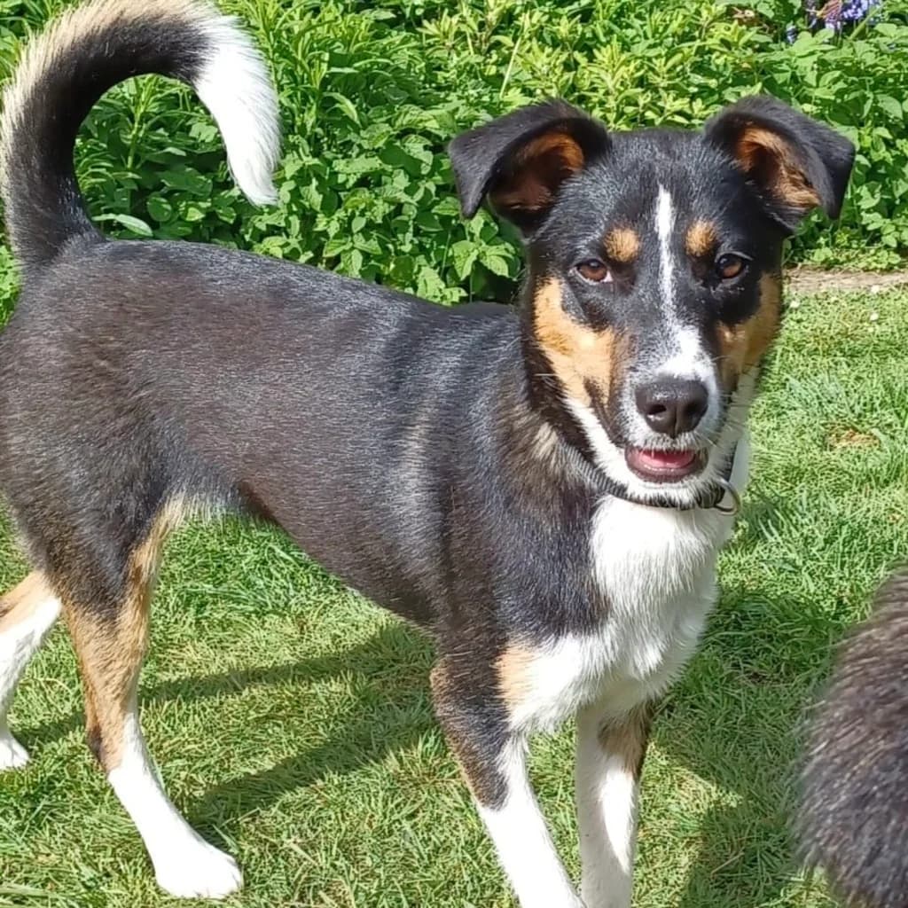 Amy, female puppy Mixed Breed for adoption at SALVA Hundehilfe e.V.