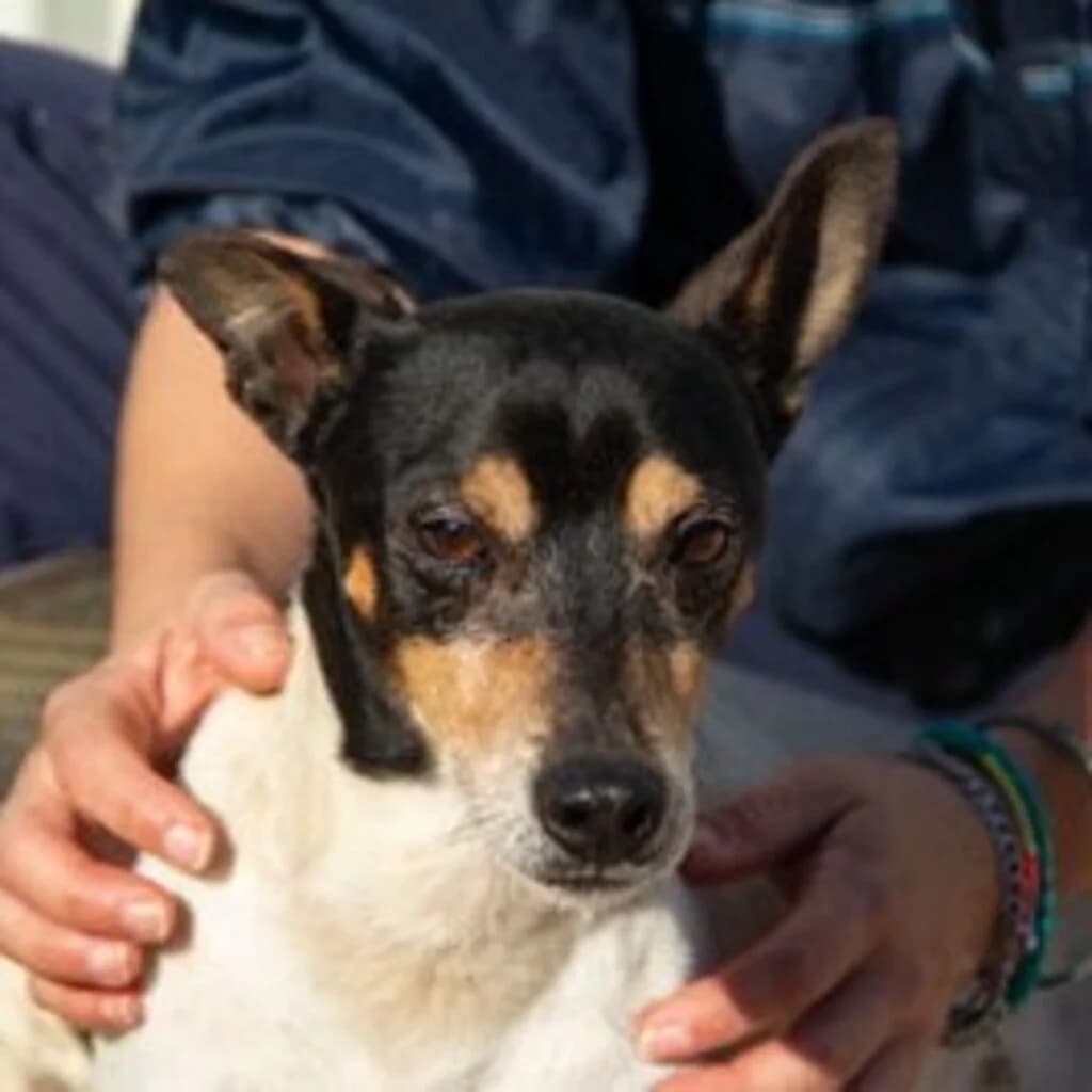 Johnny, male senior mixed breed for adoption at SALVA Hundehilfe e.V.