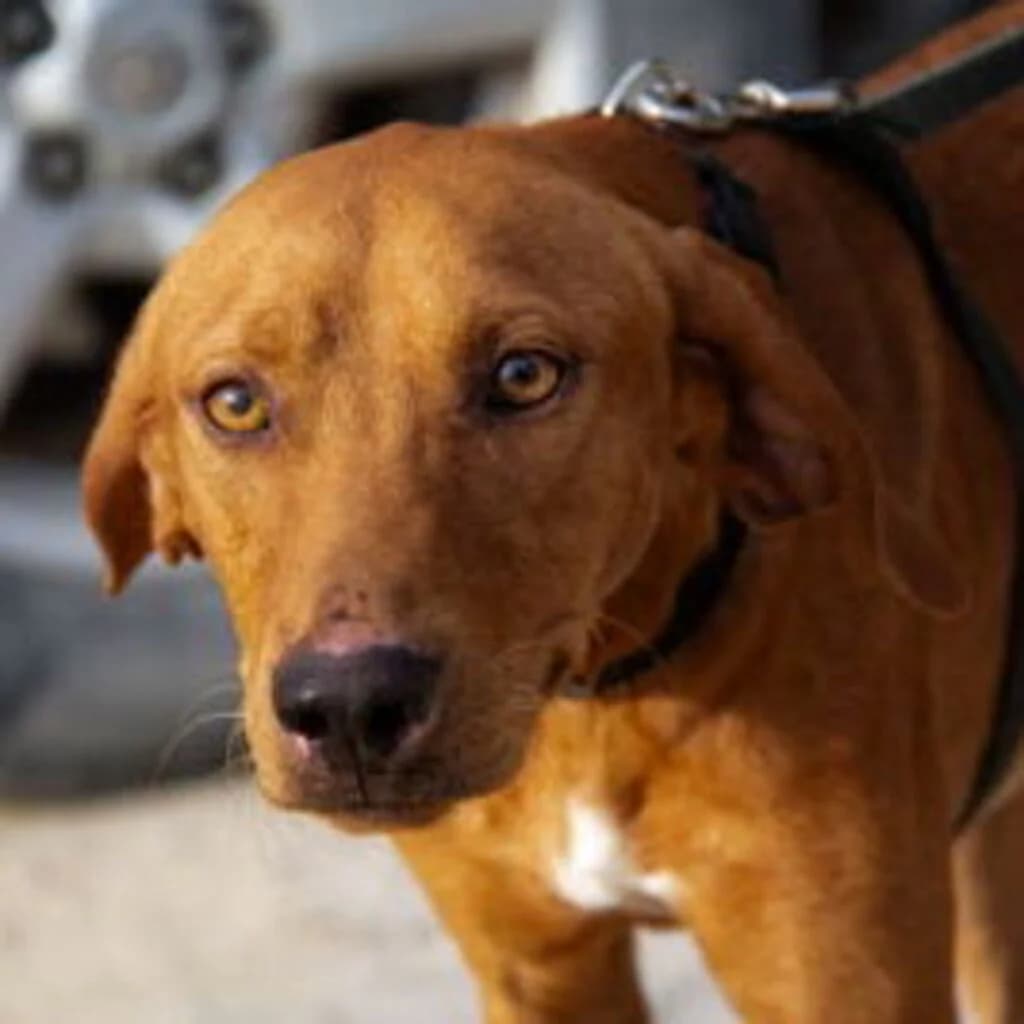Vizslo, male 3yo Mixed Breed for adoption at SALVA Hundehilfe e.V.