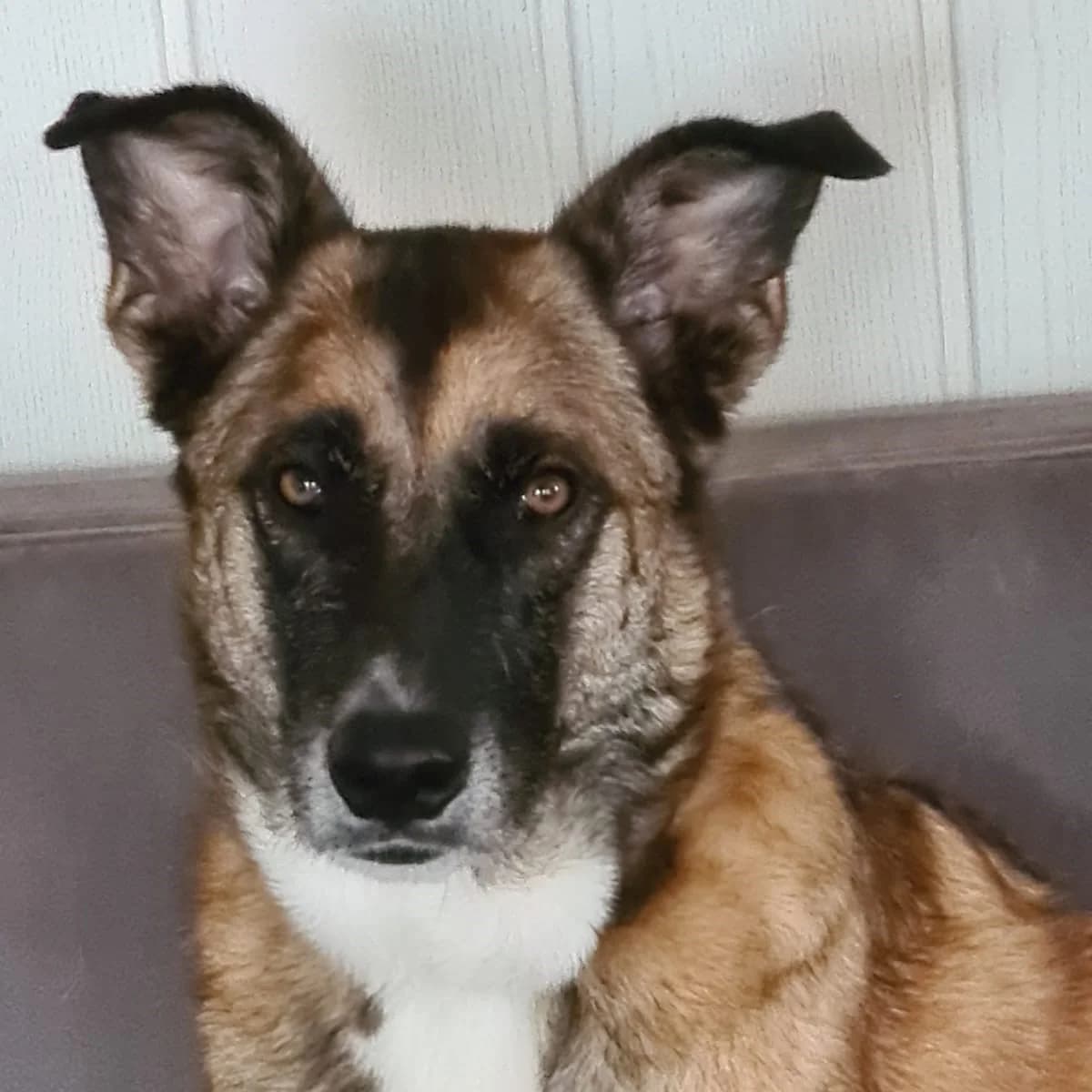 Kiro, male 4yo Belgian Malinois for adoption at SALVA Hundehilfe e.V.