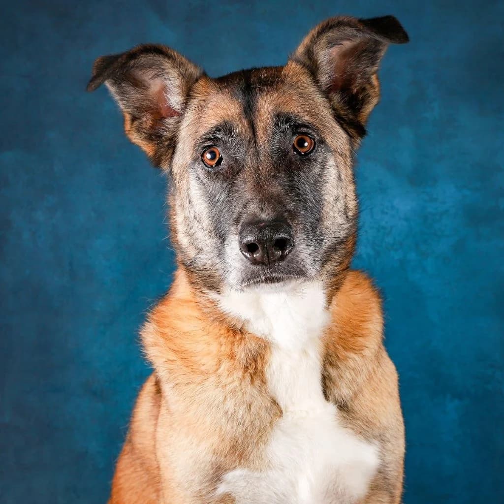 Kiro, male 4yo Belgian Malinois for adoption at SALVA Hundehilfe e.V.