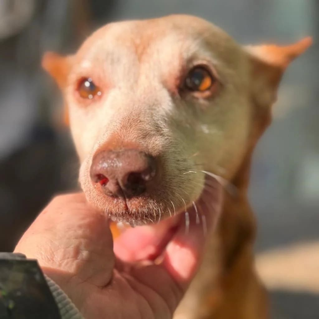 Neli, female senior Podenco for adoption at SALVA Hundehilfe e.V.