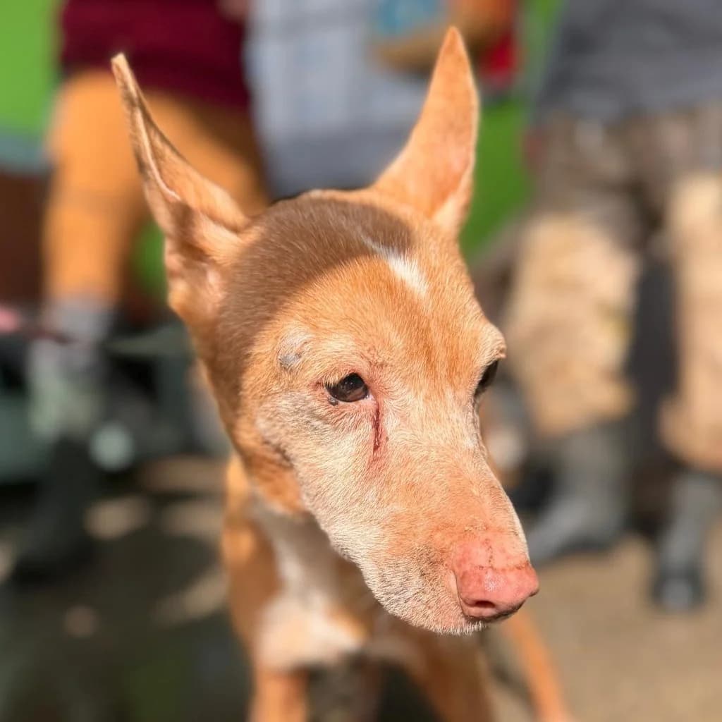 Lucera, female senior Podenco for adoption at SALVA Hundehilfe e.V.