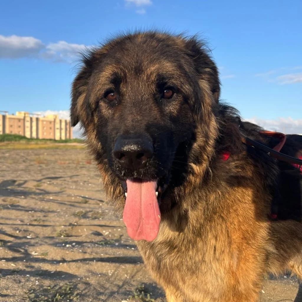Barrullo, male young German Shepherd for adoption at SALVA Hundehilfe e.V.