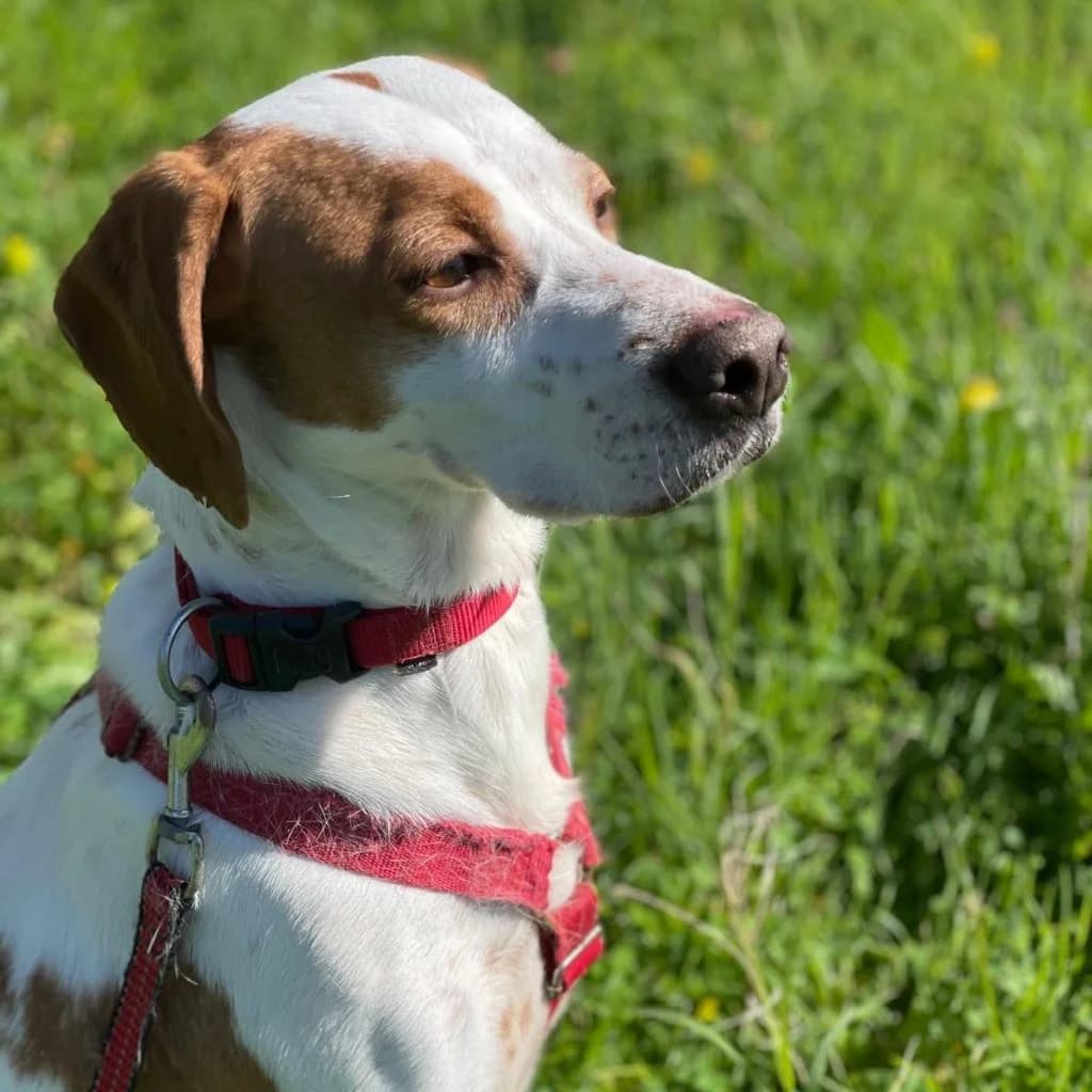Duna, female 4yo Pointer for adoption at SALVA Hundehilfe e.V.