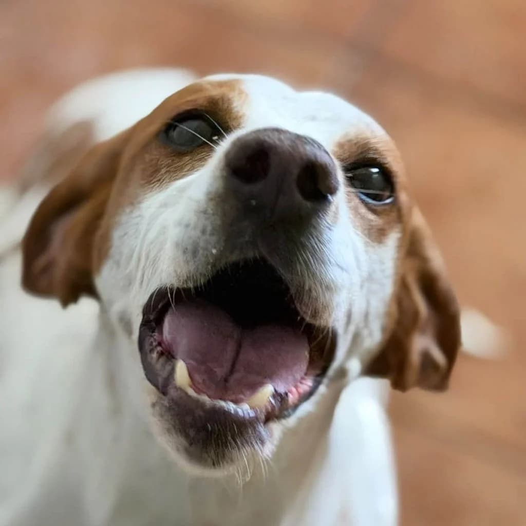 Duna, female 5yo Pointer for adoption at SALVA Hundehilfe e.V.