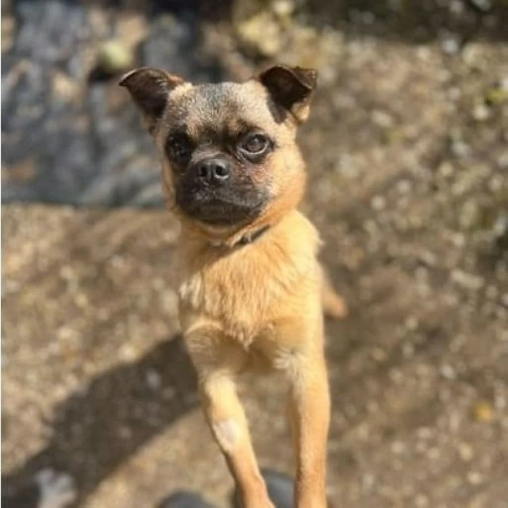 Stich, male 3yo Mixed Breed for adoption at SALVA Hundehilfe e.V.
