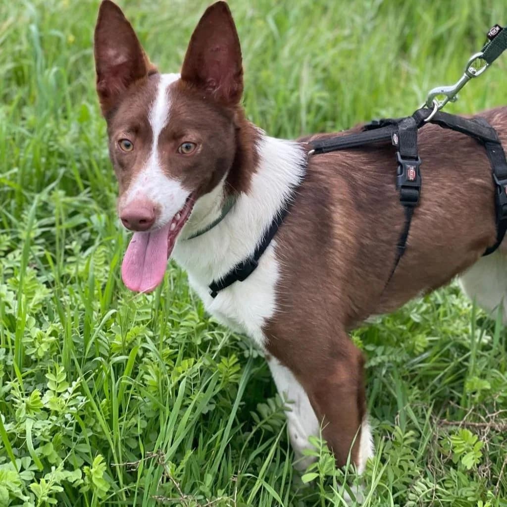 Christine, female young Podenco for adoption at SALVA Hundehilfe e.V.