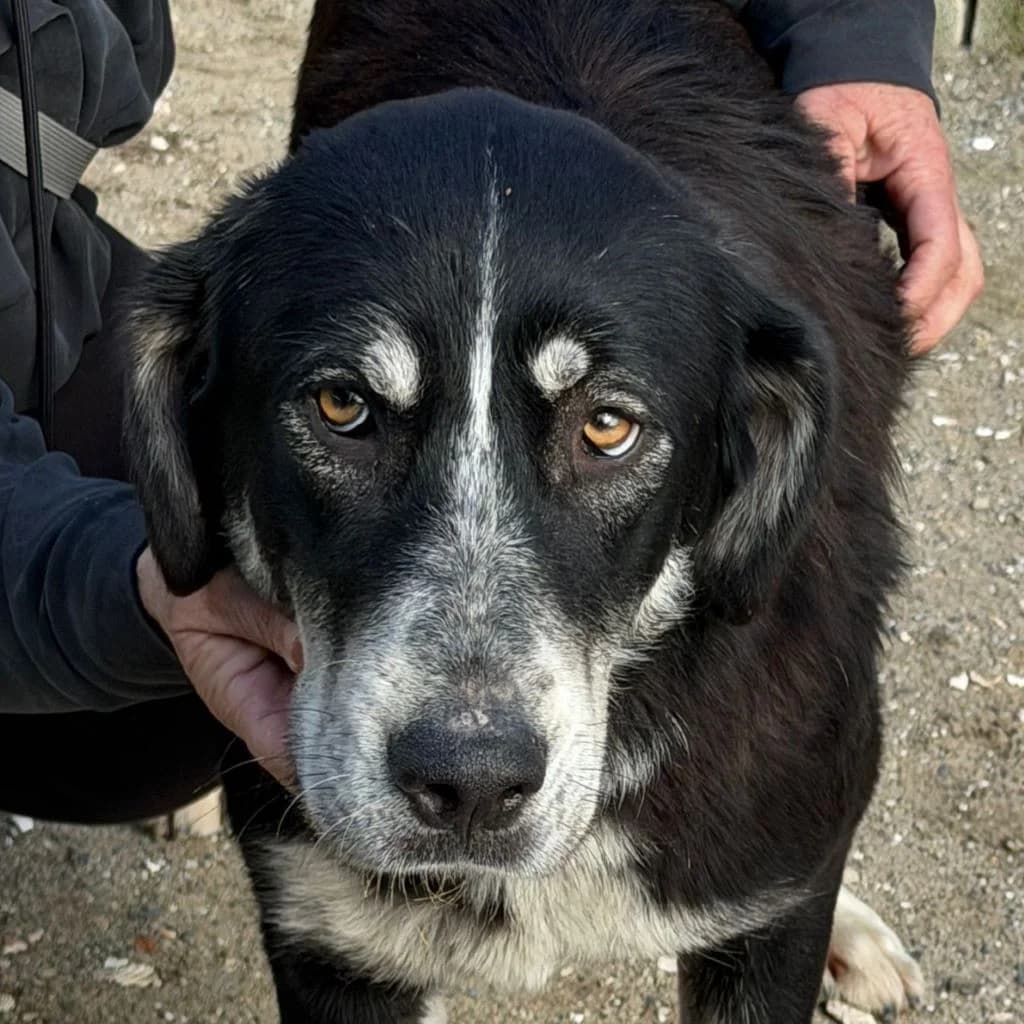 Hannah, female puppy Mixed Breed for adoption at SALVA Hundehilfe e.V.