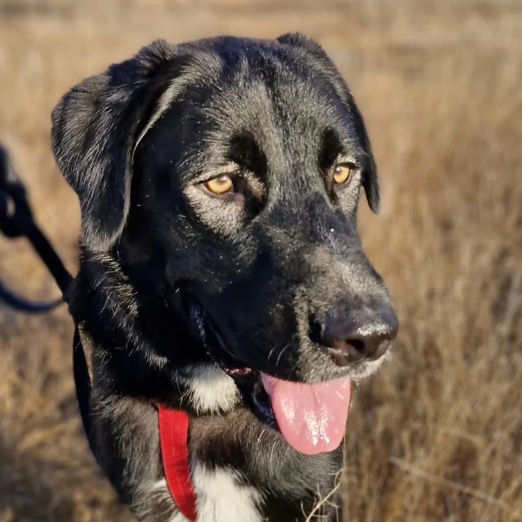 Hector, male young Mixed Breed for adoption at SALVA Hundehilfe e.V.