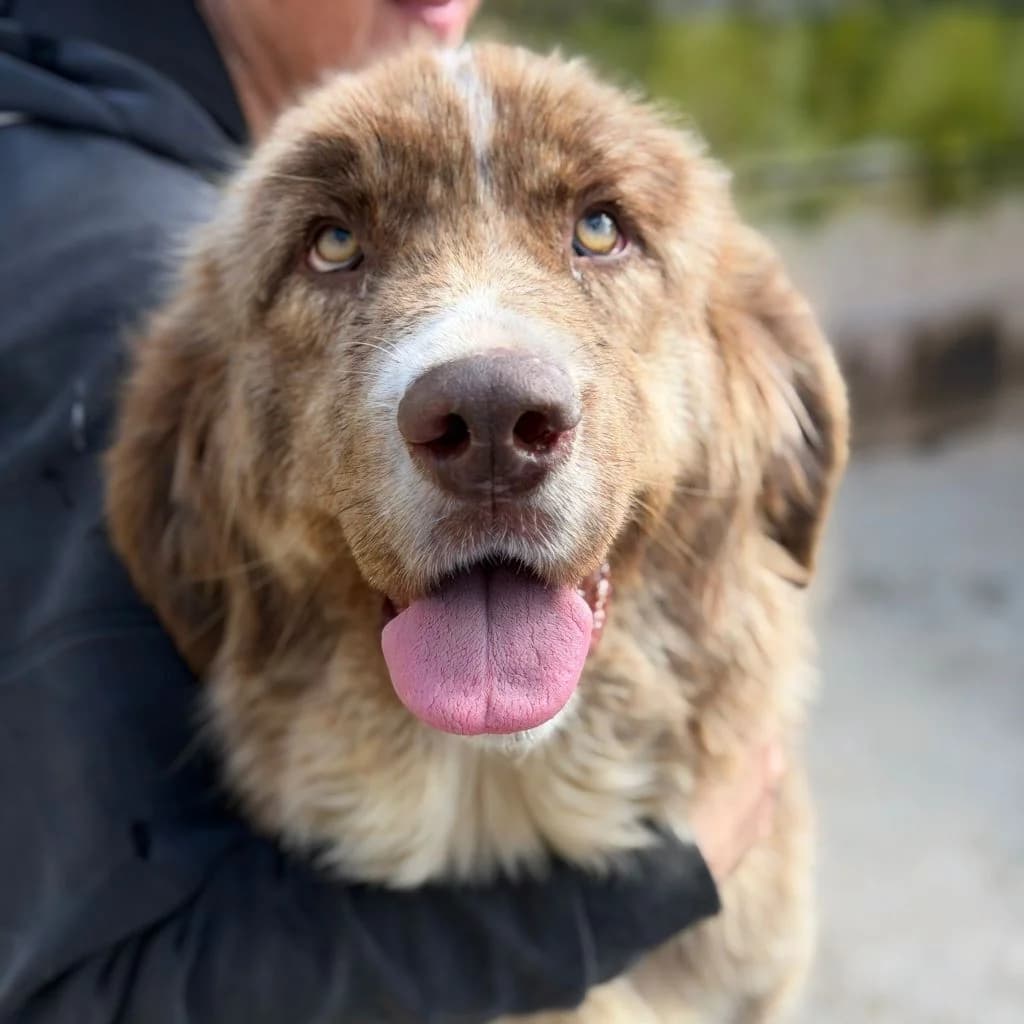 Nessie, female young Mixed Breed for adoption at SALVA Hundehilfe e.V.