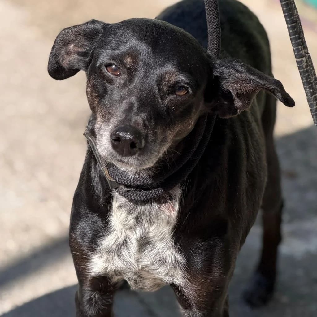 Valentina, female senior Mixed Breed for adoption at SALVA Hundehilfe e.V.