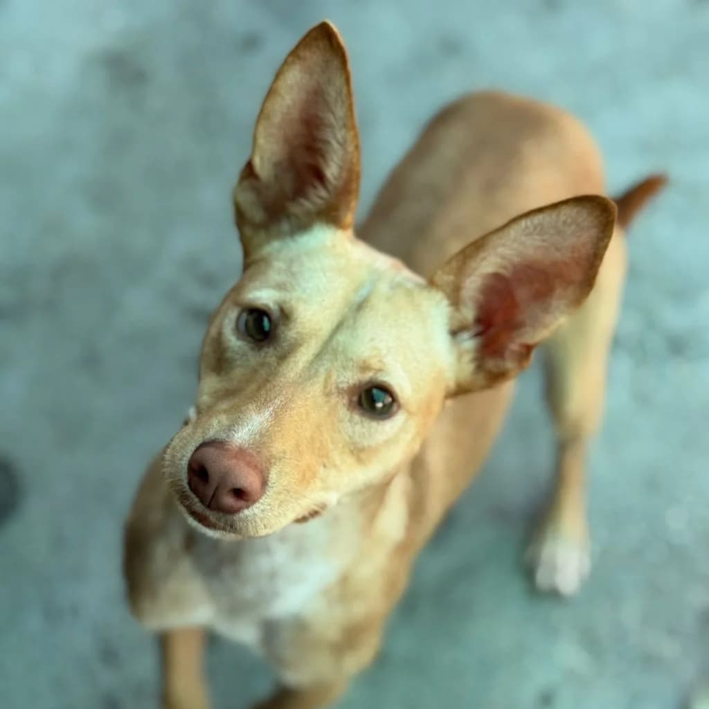 Luigi, male young Podenco for adoption at SALVA Hundehilfe e.V.