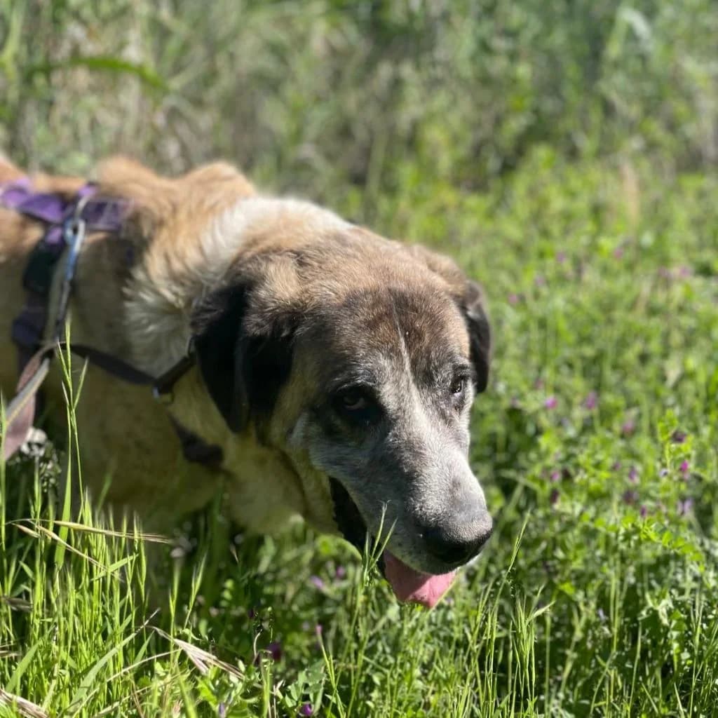 Valentina, male 6yo Mixed Breed for adoption at SALVA Hundehilfe e.V.