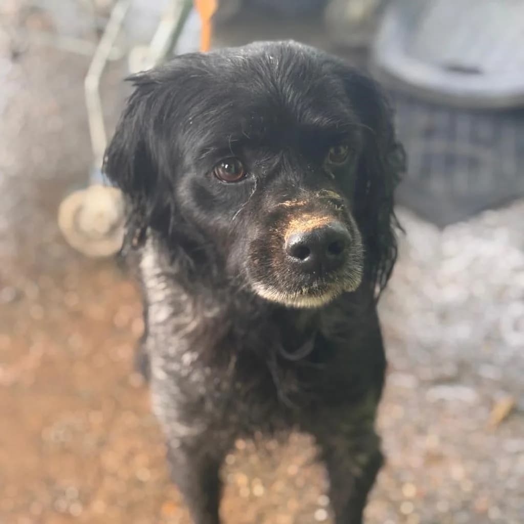 Curro, male senior mixed breed for adoption at SALVA Hundehilfe e.V.
