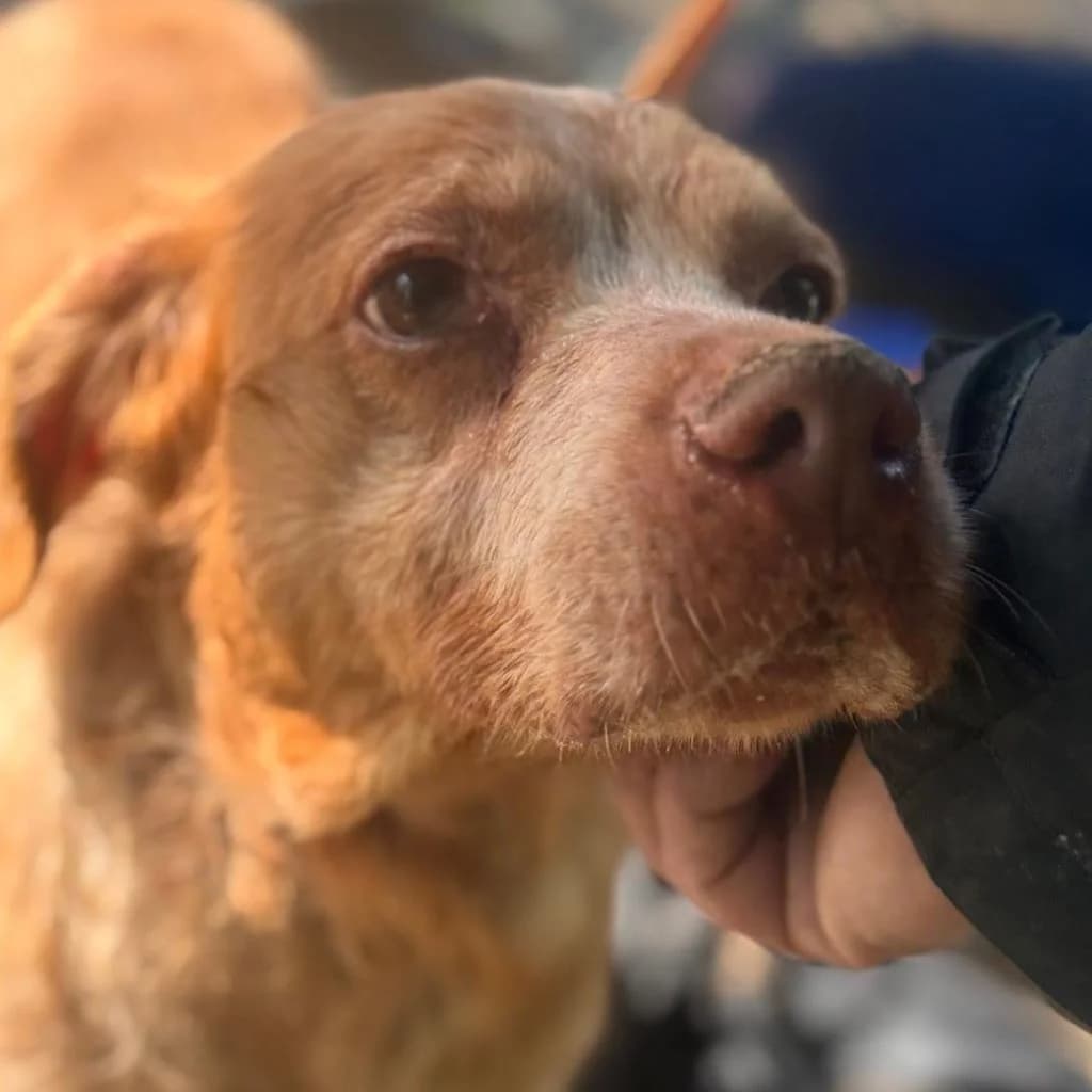 Luna, female senior mixed breed for adoption at SALVA Hundehilfe e.V.