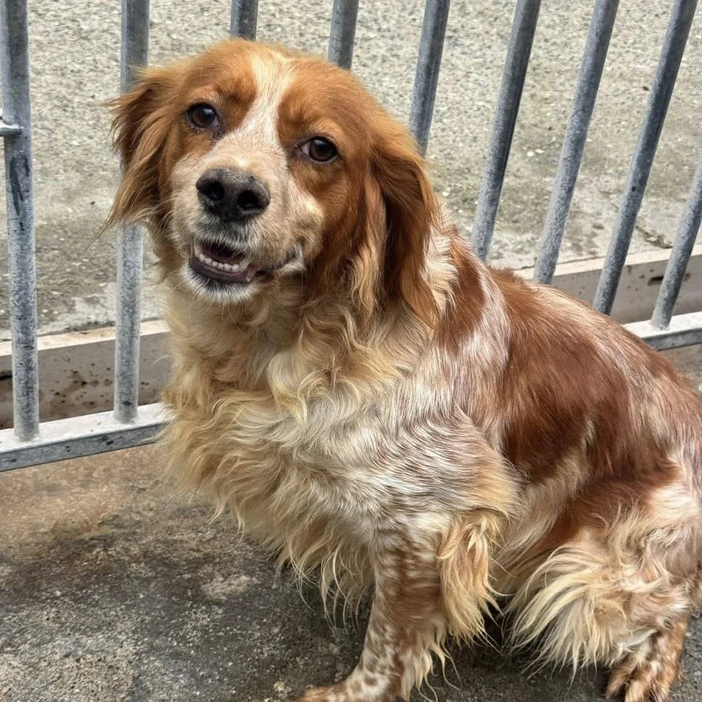 Luna, female 5yo mixed breed for adoption at SALVA Hundehilfe e.V.