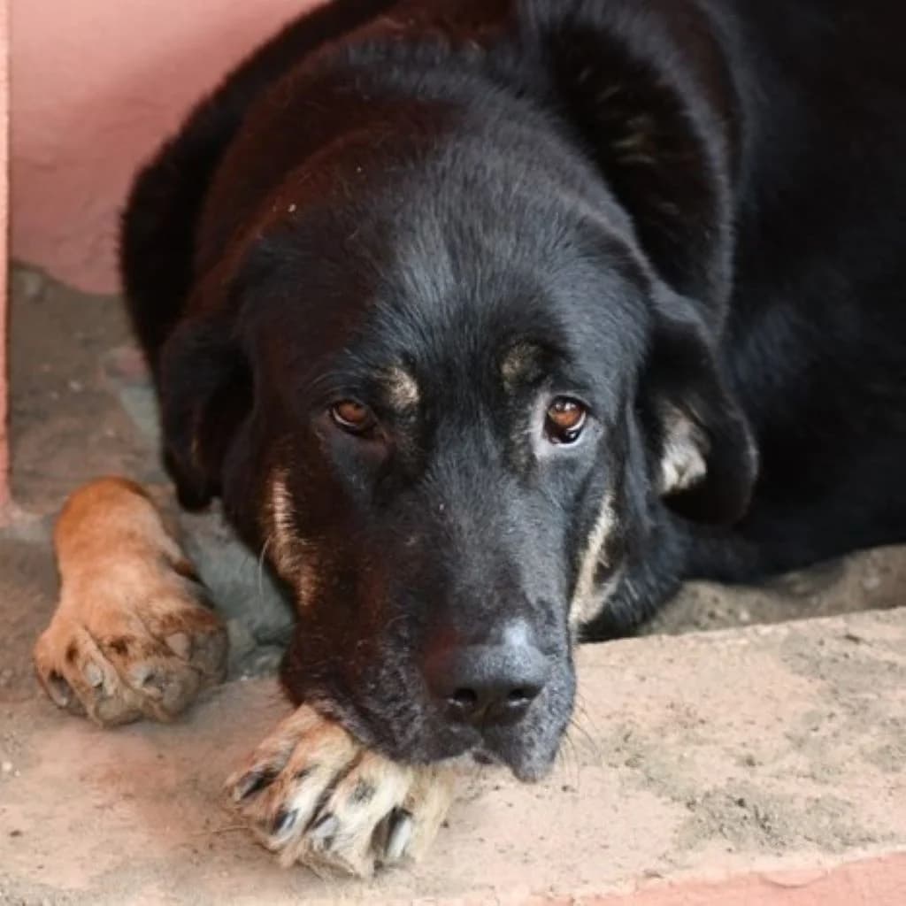 Selina, female 4yo mixed breed for adoption at SALVA Hundehilfe e.V.