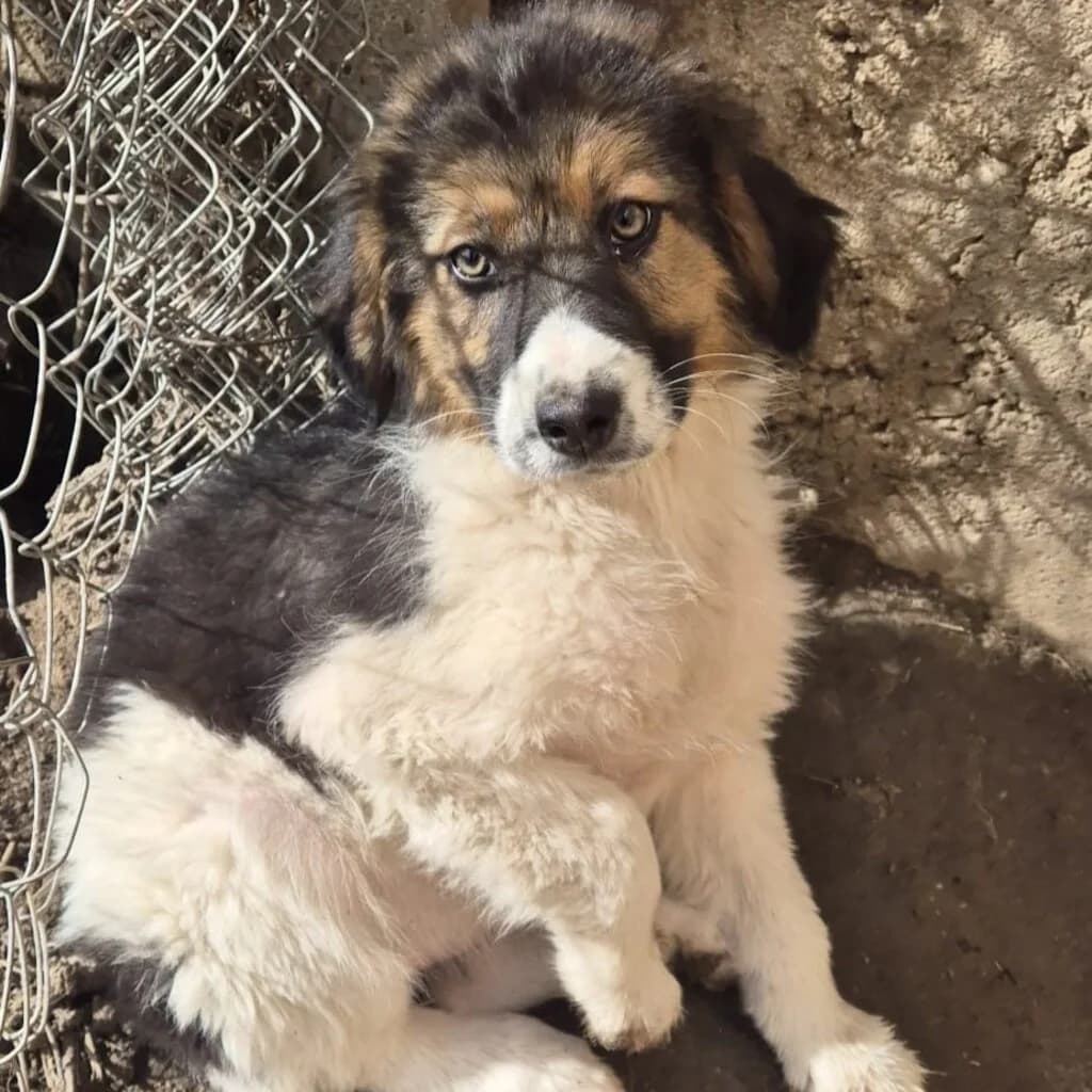 Flora, female puppy Mixed Breed for adoption at SALVA Hundehilfe e.V.