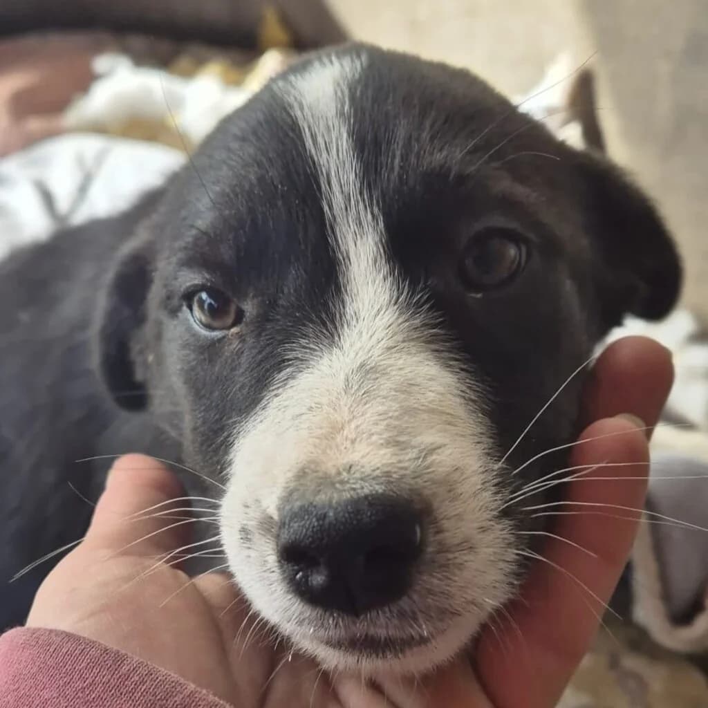 Alva, female puppy Mixed Breed for adoption at SALVA Hundehilfe e.V.