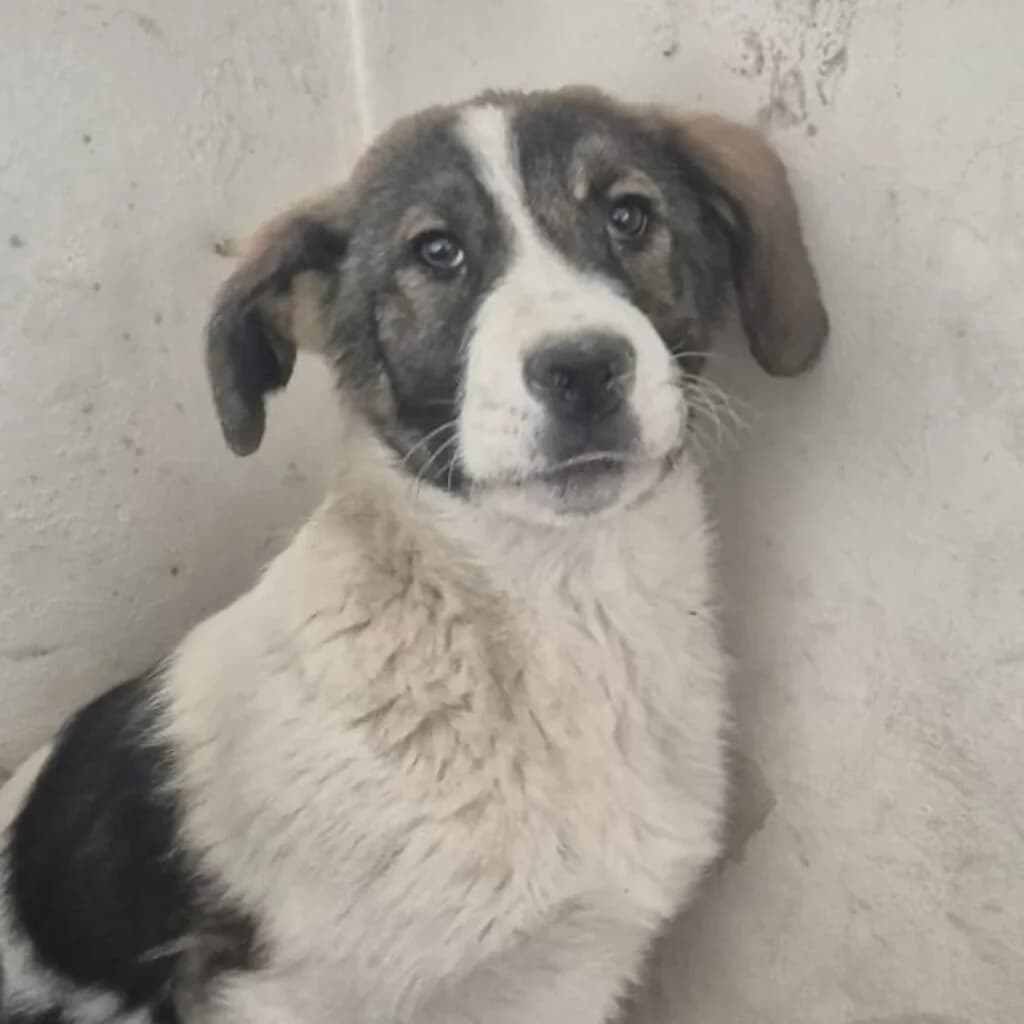 Spike, male puppy Mixed Breed for adoption at SALVA Hundehilfe e.V.