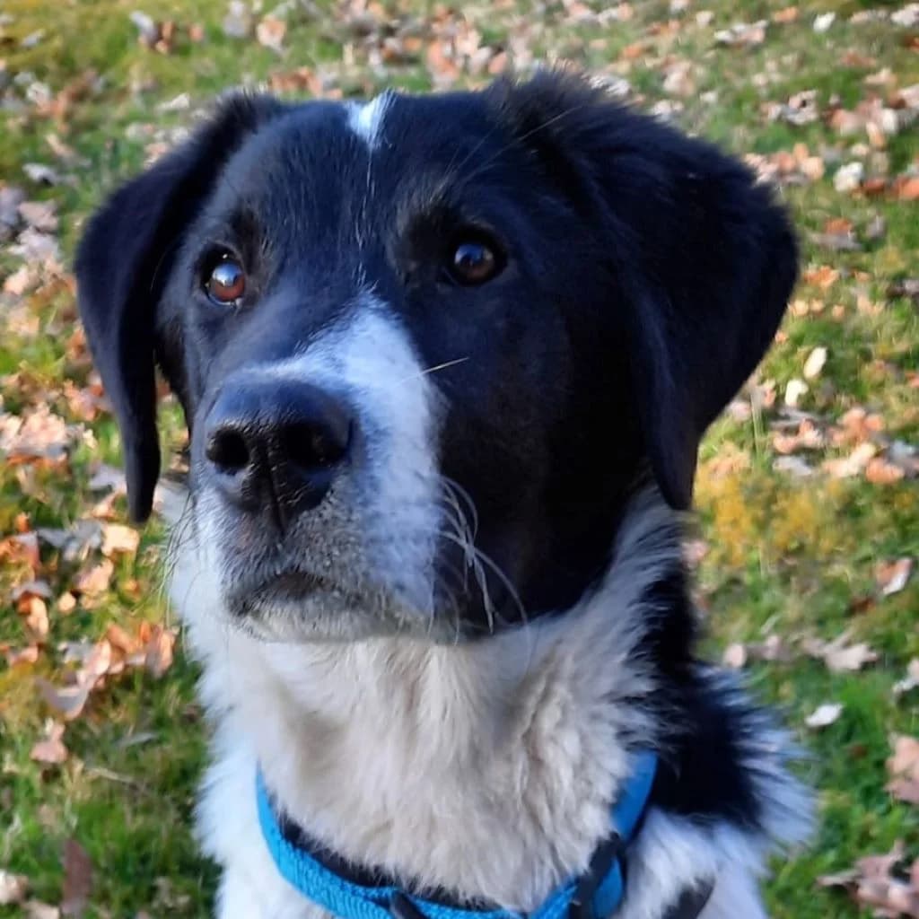 Feivel, male puppy Mixed Breed for adoption at SALVA Hundehilfe e.V.
