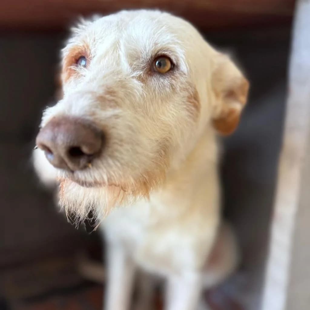 Terry, male young Mixed Breed for adoption at SALVA Hundehilfe e.V.
