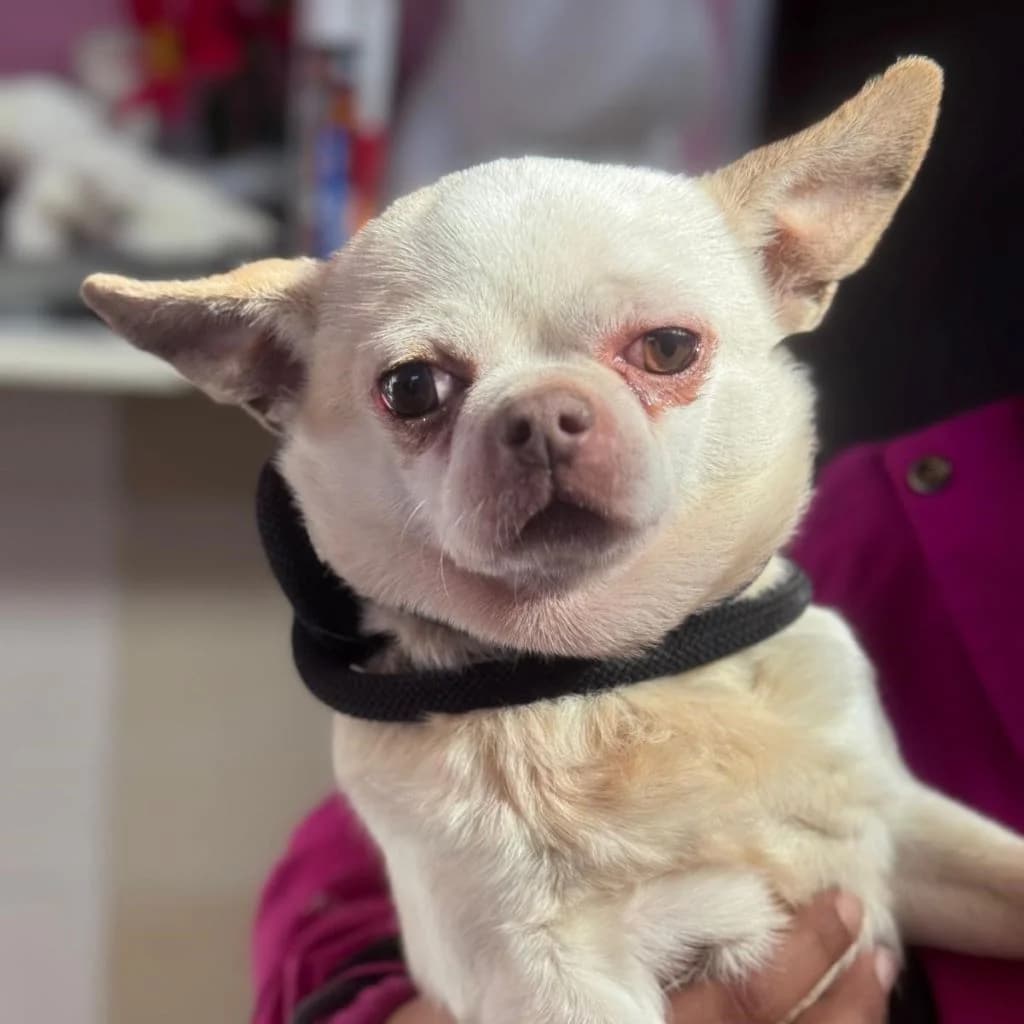 Copito, male 5yo Chihuahua for adoption at SALVA Hundehilfe e.V.