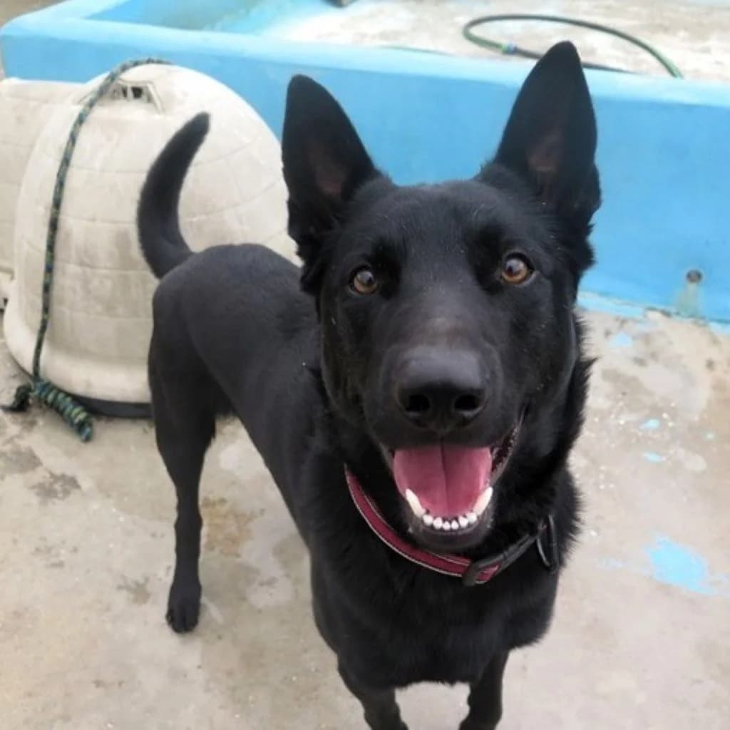 Sultan, male young Belgian Malinois for adoption at SALVA Hundehilfe e.V.