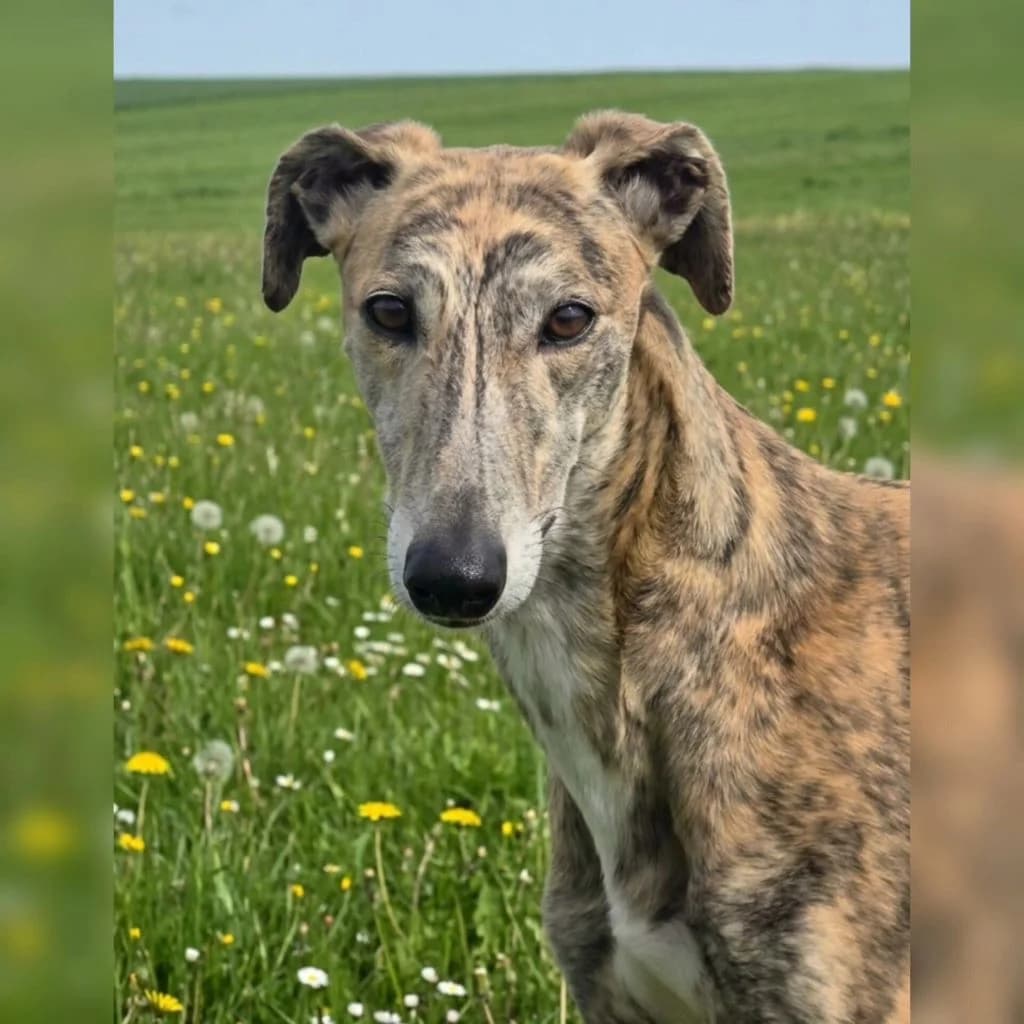 Manuela, female 3yo Galgo Español for adoption at SALVA Hundehilfe e.V.