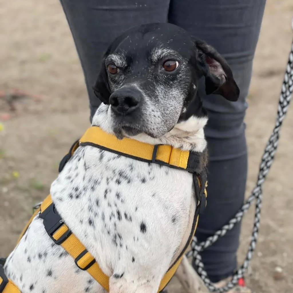 Ranran, female 7yo Pointer for adoption at SALVA Hundehilfe e.V.