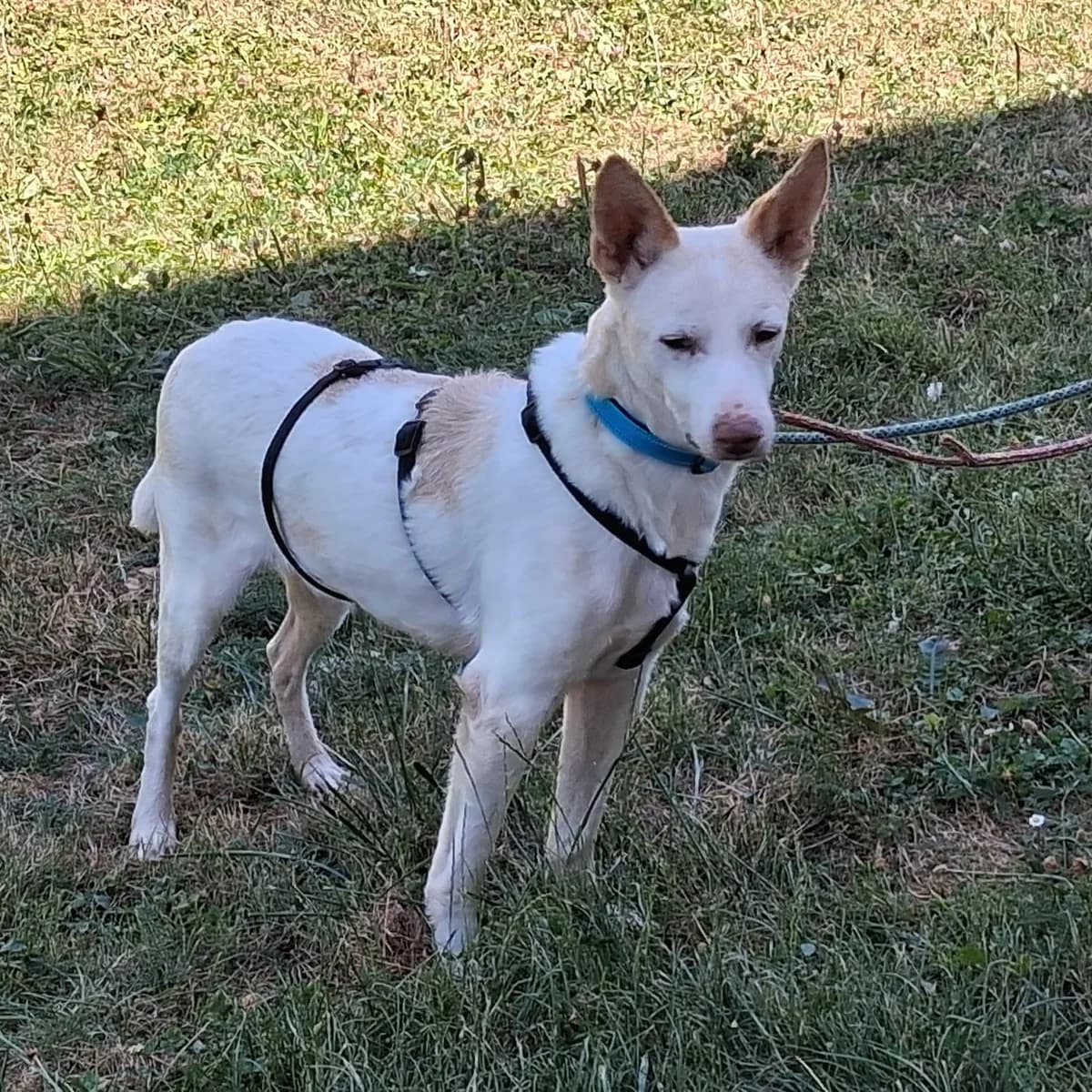 Pancho, male senior Podenco for adoption at SALVA Hundehilfe e.V.