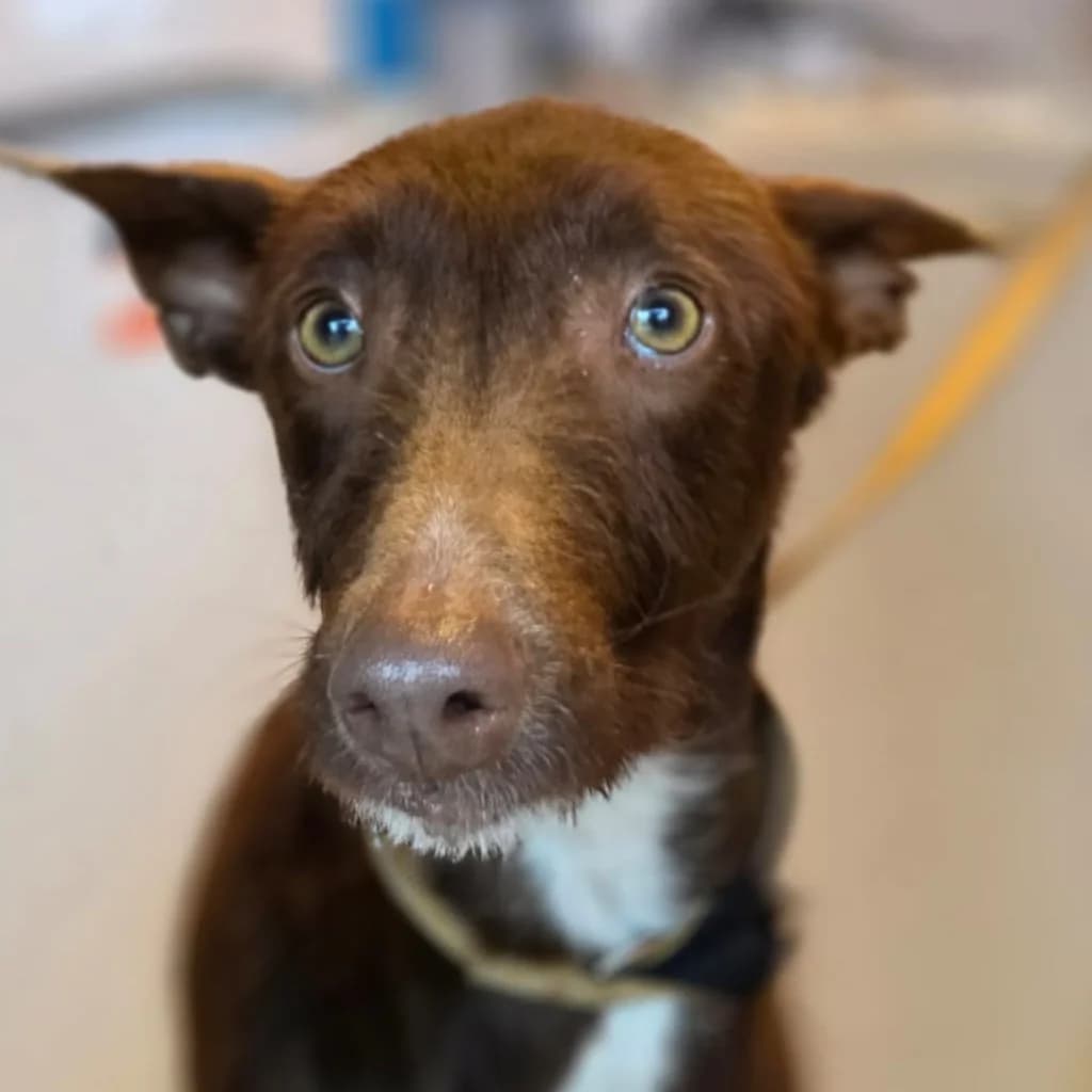 Chocolate, male young Podenco for adoption at SALVA Hundehilfe e.V.