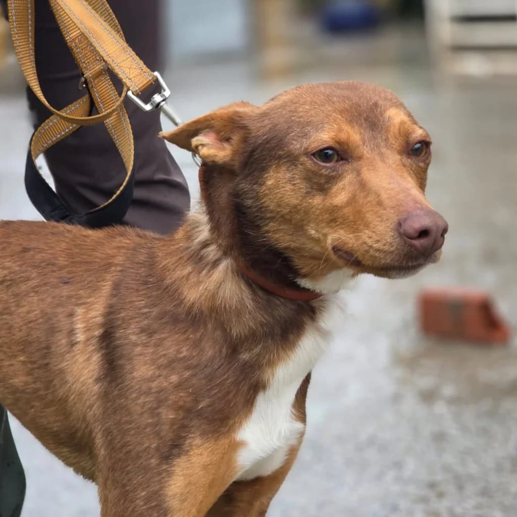 Curro, male young Podenco for adoption at SALVA Hundehilfe e.V.