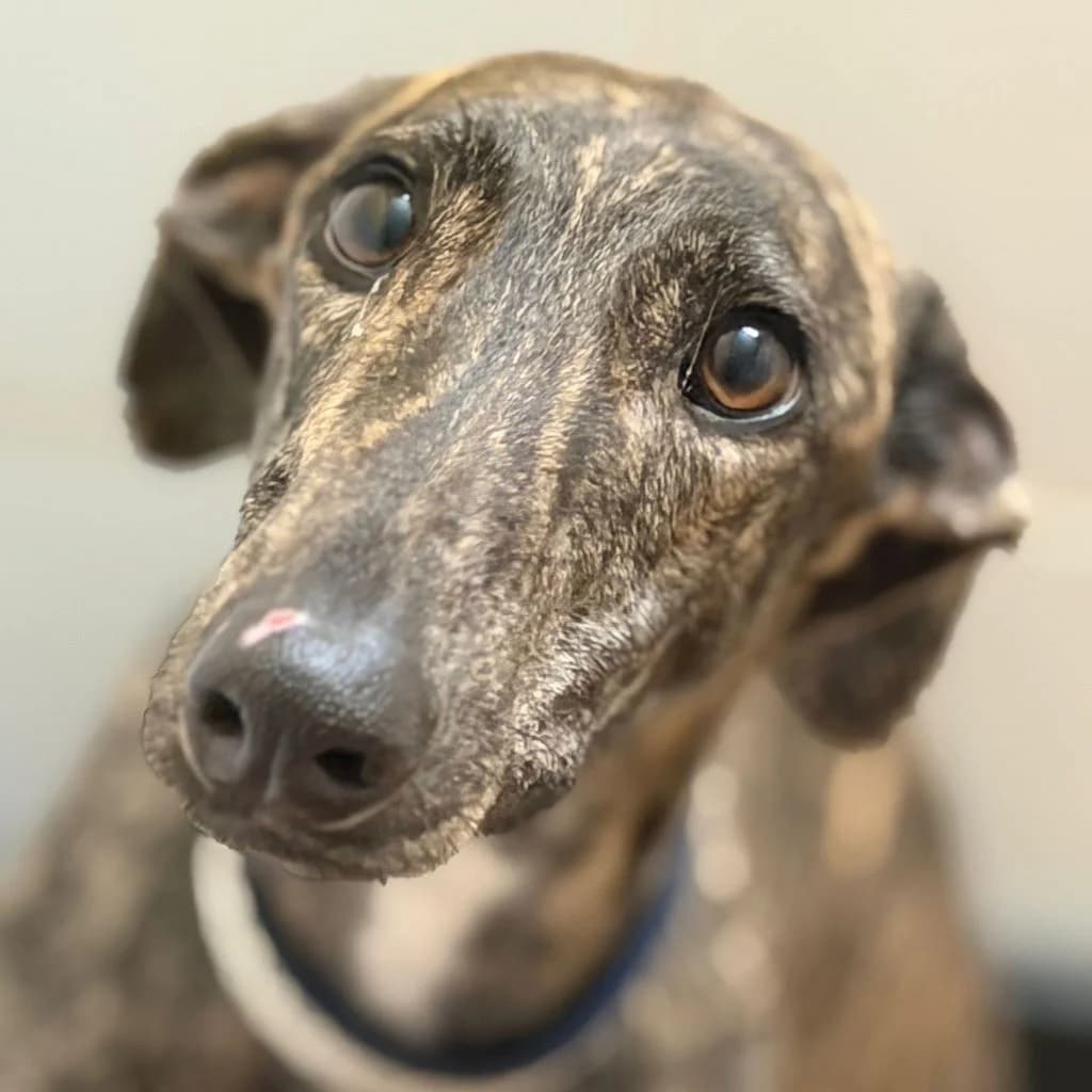 Triston, male young Galgo Español for adoption at SALVA Hundehilfe e.V.