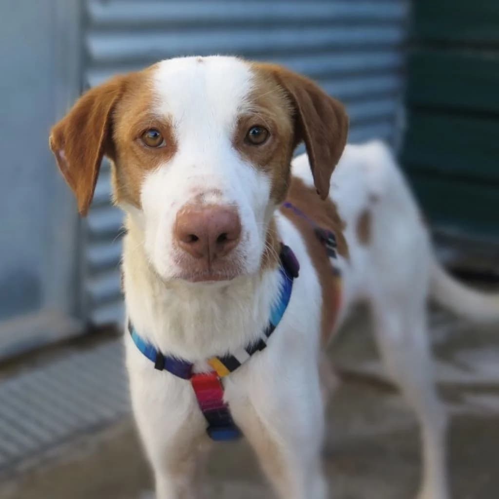 Curtis, male 3yo Mixed Breed for adoption at SALVA Hundehilfe e.V.