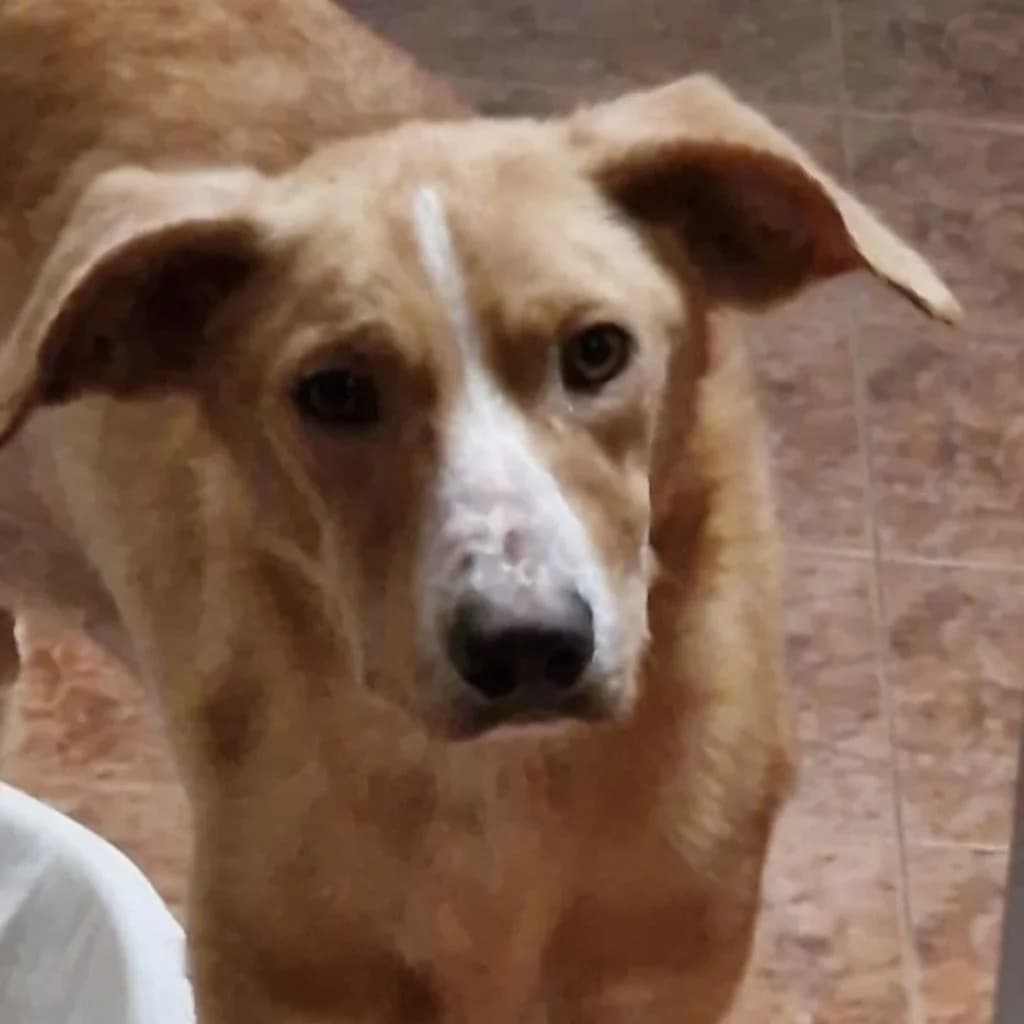 Goku, male young Mixed Breed for adoption at SALVA Hundehilfe e.V.