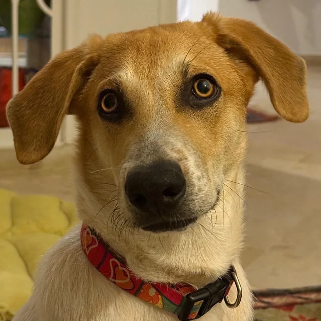 Luke, male young Mixed Breed for adoption at SALVA Hundehilfe e.V.