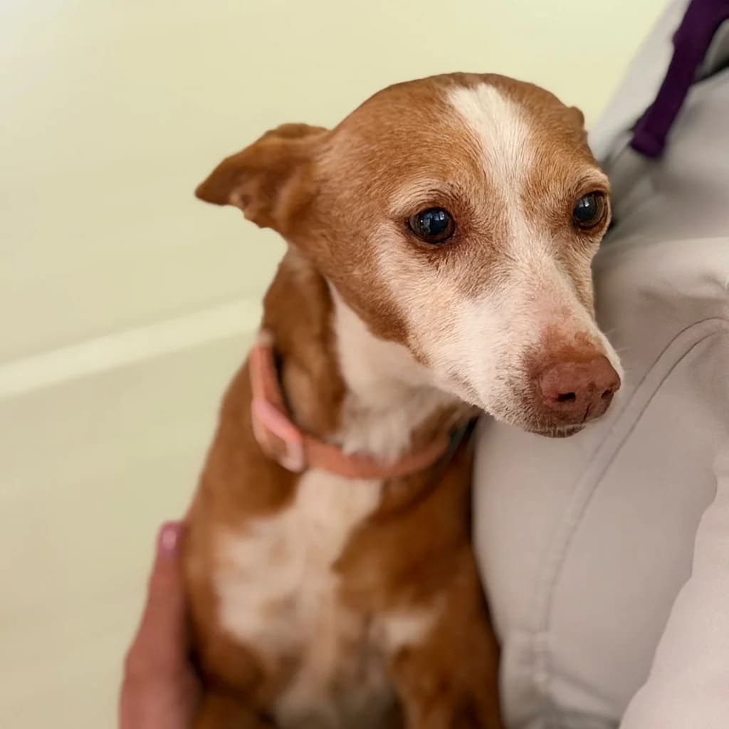Loli, female senior Podenco for adoption at SALVA Hundehilfe e.V.