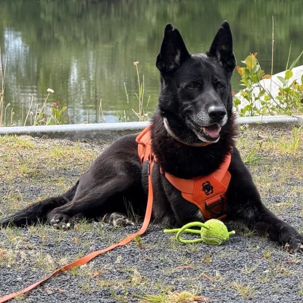 Rocky, male senior German Shepherd for adoption at SALVA Hundehilfe e.V.