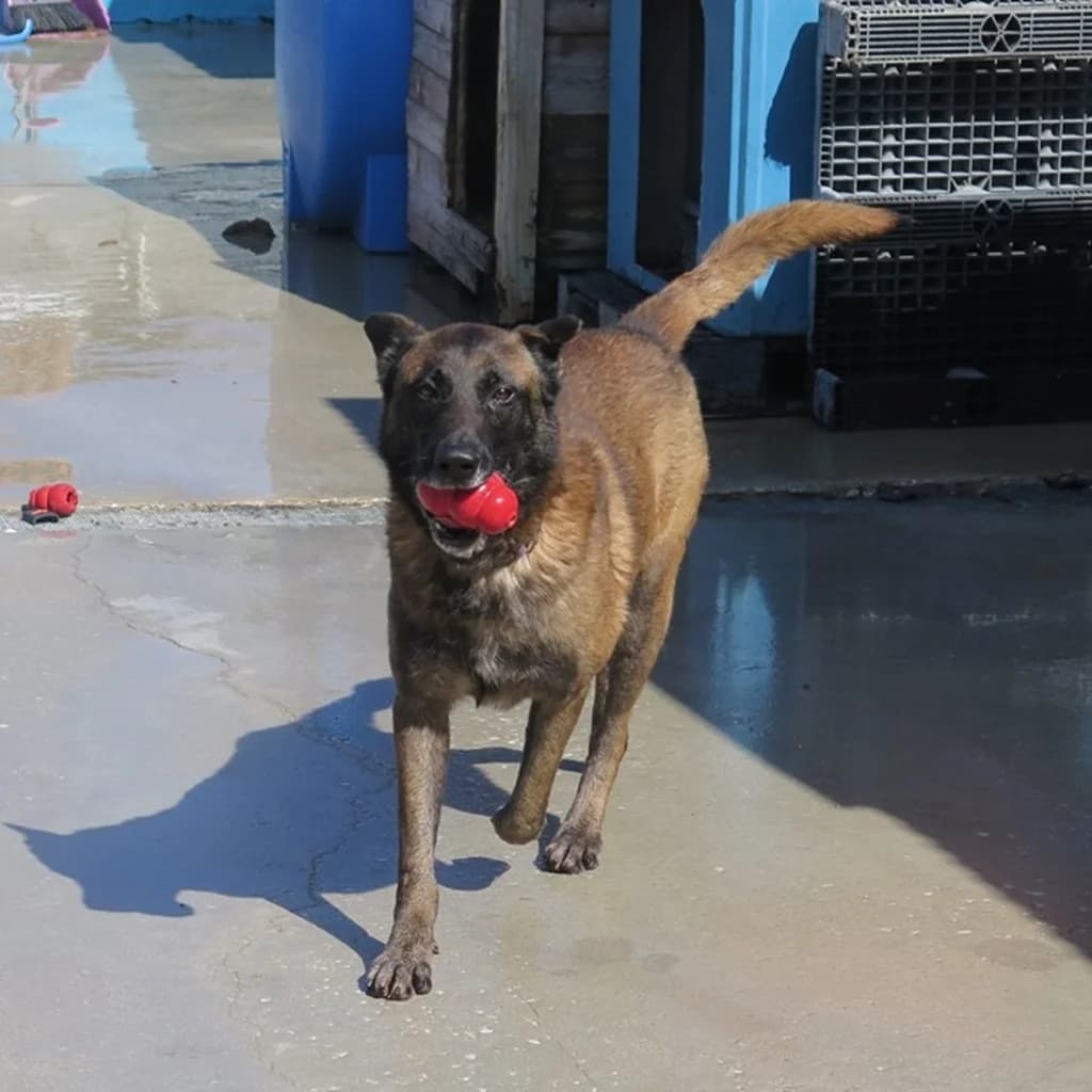 Nuez, male 4yo Belgian Malinois for adoption at SALVA Hundehilfe e.V.