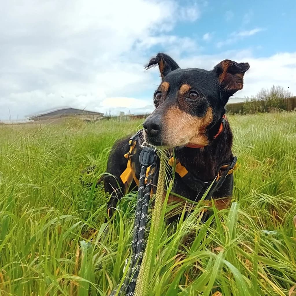 Malik, male senior Mixed Breed for adoption at SALVA Hundehilfe e.V.